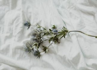 Chuyện về Mã Tổ chuyen ve ma to