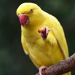 Con két của ông già con ket cua ong gia