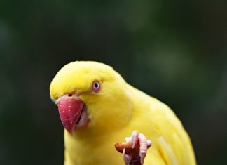 Con két của ông già con ket cua ong gia