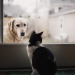 Mày mới là con lợn may moi la con lon