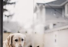 Mày mới là con lợn may moi la con lon