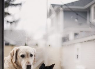 Mày mới là con lợn may moi la con lon