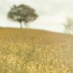 Người lái buôn và người ăn mày nguoi lai buon va nguoi an may