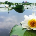 Những đóa hao ti gôn tươi thắm nhung-doa-hoa-ti-gon-tuoi-tham