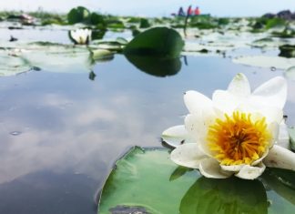Những đóa hao ti gôn tươi thắm nhung-doa-hoa-ti-gon-tuoi-tham
