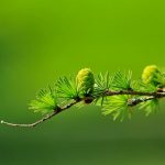 Chuyện thời cách ly phòng chống COVID-19 chuyen-thoi-cach-ly-phong-chong-covid19