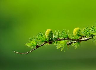 Chuyện thời cách ly phòng chống COVID-19 chuyen-thoi-cach-ly-phong-chong-covid19