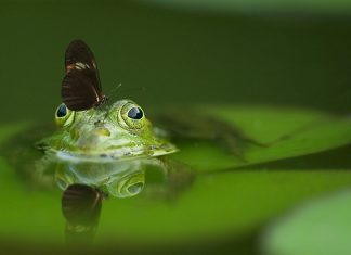 Bất chợt bat-chot