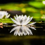 Hương sen đất Việt huong-sen-dat-viet