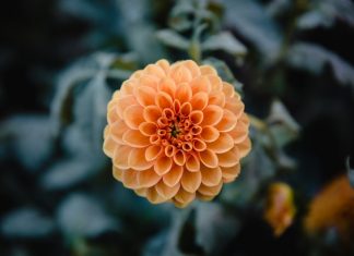 Một tiếng ơi vọng mãi mot-tieng-oi-vong-mai