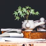 Giọt nước cành dương Giọt nước cành dương