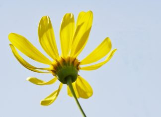 Hai cách diễn giải Hai cách diễn giải