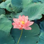 Giữa mùa sen giua-mua-sen