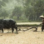 Đánh xe hay đánh trâu danh xe hay danh trau