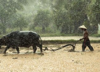Đánh xe hay đánh trâu danh xe hay danh trau