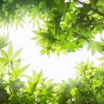 Đến hỏi ông ấy den hoi ong ay