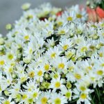 Vâng lời hoa mi 2 15426825341231085294432 crop 15426825399581823306868