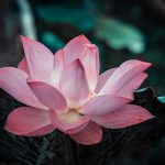 Không có từ tâm khong co tu tam