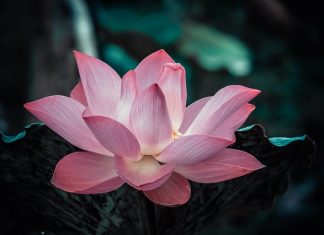 Không có từ tâm khong co tu tam
