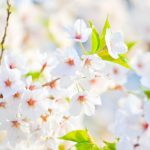Mãi Mãi Tuổi 17 mai mai tuoi 17