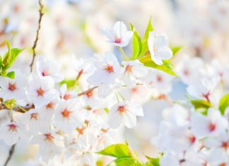 Mãi Mãi Tuổi 17 mai mai tuoi 17