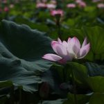 Mỗi ngày ăn cái gì moi ngay an cai gi 1