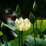 Ngủ mơ gặp sư tổ ngu-mo-gap-su-to