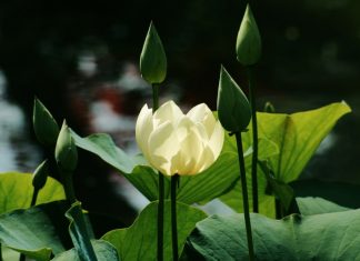 Ngủ mơ gặp sư tổ ngu-mo-gap-su-to
