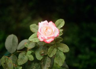 Chiều về chieu-ve