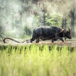 Thợ săn và chăn trâu tho san va chan trau