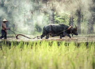Thợ săn và chăn trâu tho san va chan trau