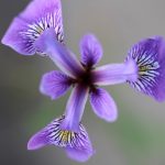 Ý Nghĩa Của Nụ Cười y nghia cua nu cuoi