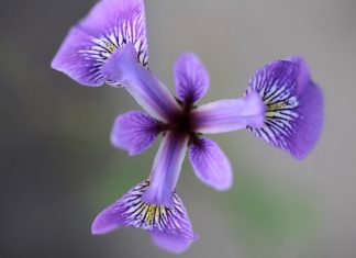 Ý Nghĩa Của Nụ Cười y nghia cua nu cuoi