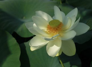 Đón ngày bình yên don-ngay-binh-yen
