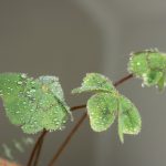 Bài thơ về cơm chùa bai-tho-ve-com-chua