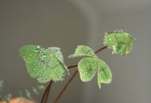 Bài thơ về cơm chùa bai-tho-ve-com-chua