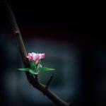 Chiến thắng tự tâm mình Chien thang tu tam minh
