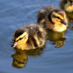 Đi bằng con đường của chính mình mallard 3466950 640