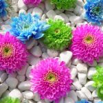 Bà Chúa Xứ Ba Chua Xu