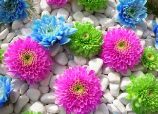 Bà Chúa Xứ Ba Chua Xu