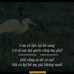 Cò ơi sao lại quên công mẹ già? co oi sao lai quen cong me gia 1