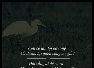 Cò ơi sao lại quên công mẹ già? co oi sao lai quen cong me gia 1