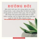 Đường đời duong doi