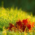 Vì nghĩa quên mình foliage 4574860 640