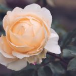 Kiên Cường rose 4564402 640