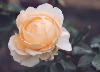 Kiên Cường rose 4564402 640