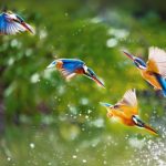 Chết Vì Việc Nghĩa Chet vi viec nghia