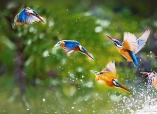Chết Vì Việc Nghĩa Chet vi viec nghia