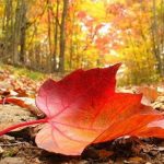 Giờ Cuối Đã Điểm Gio cuoi da diem