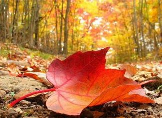 Giờ Cuối Đã Điểm Gio cuoi da diem